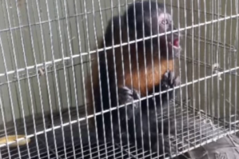 'Macaco do terror' é capturado após invadir casas de Tomé-Açu